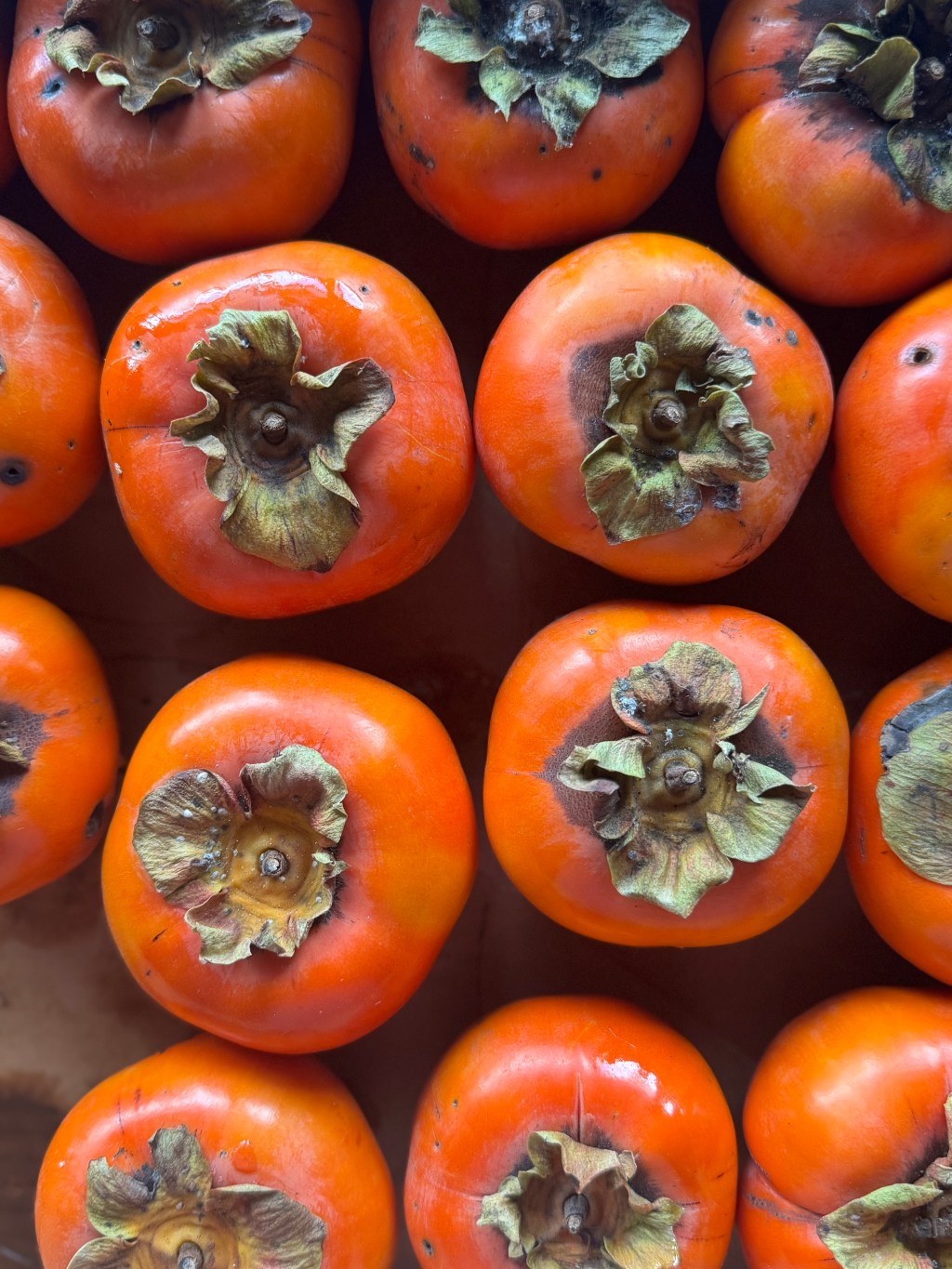 Persimmon: The Undiscovered Country