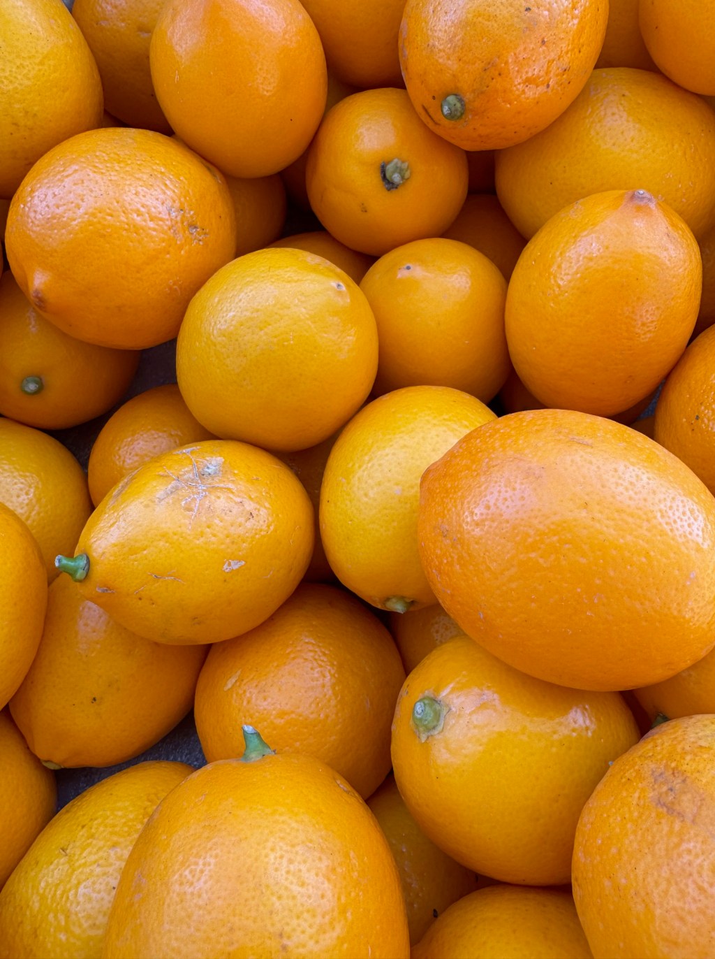 Bar Hack: Next Level Lacto Meyer Lemon&nbsp;Sherbet